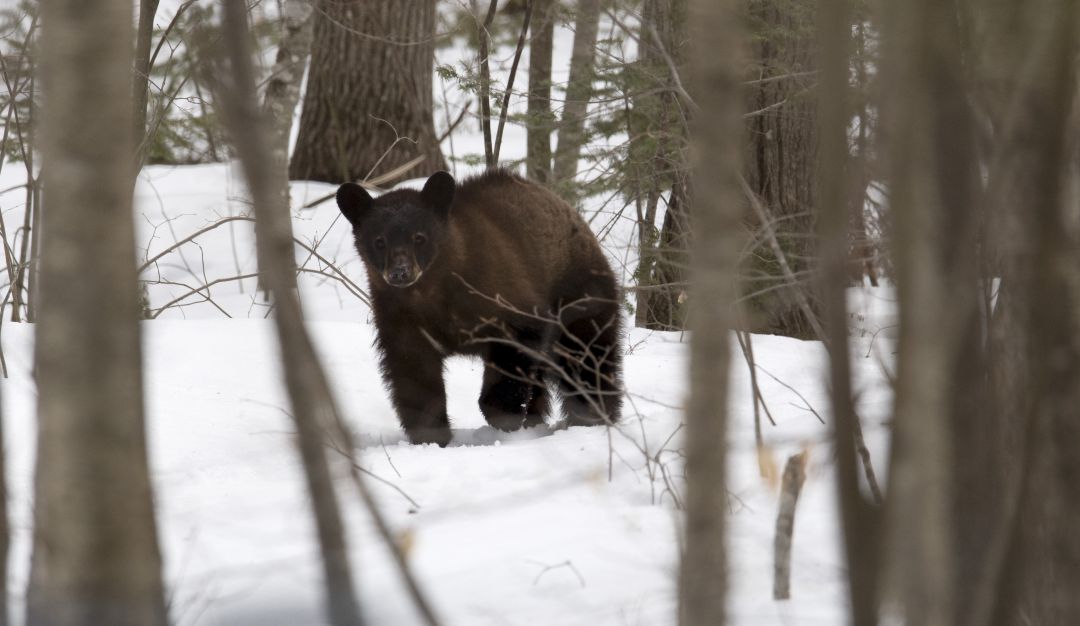 Donald Trump autoriza cazar osos y lobos en Alaska