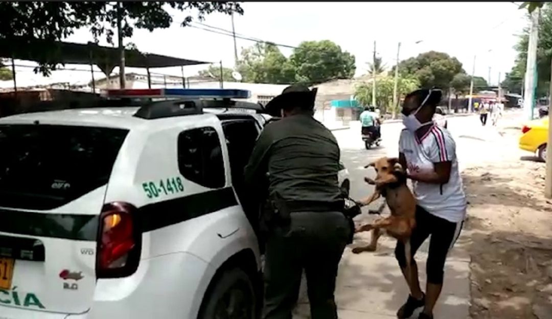 Animales en desnutrición en Cartagena: Rescatan dos caninas en estado de desnutrición en Cartagena