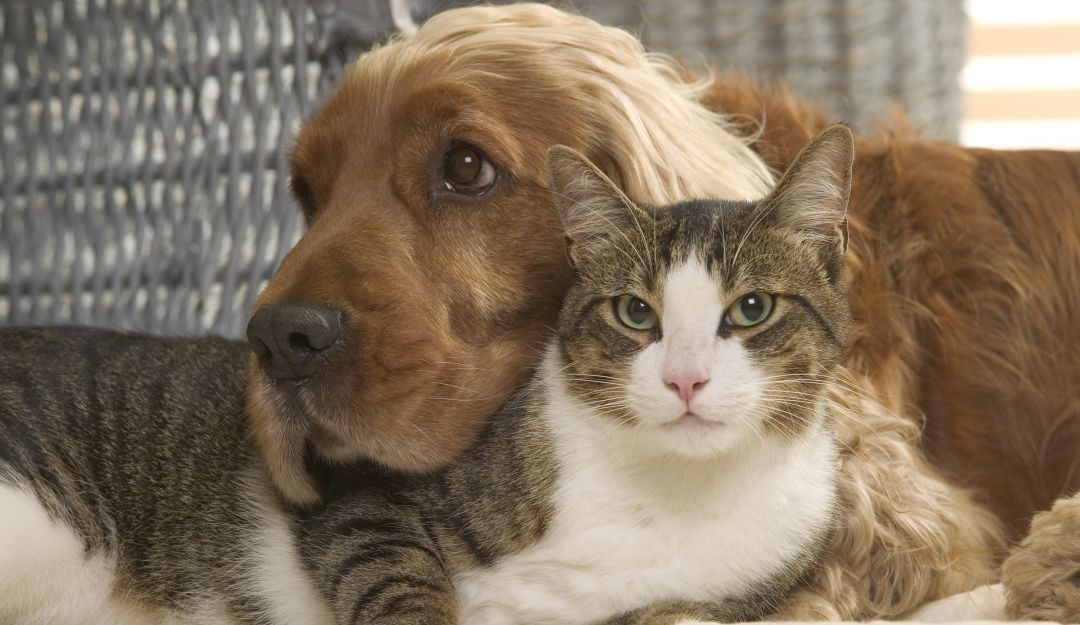 Esterilización mascotas: Más de 378 perros y gatos esterilizados en julio