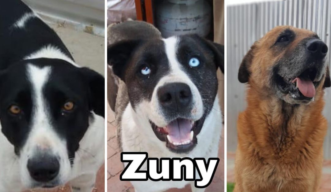 Azúcar, Mono y Zuny