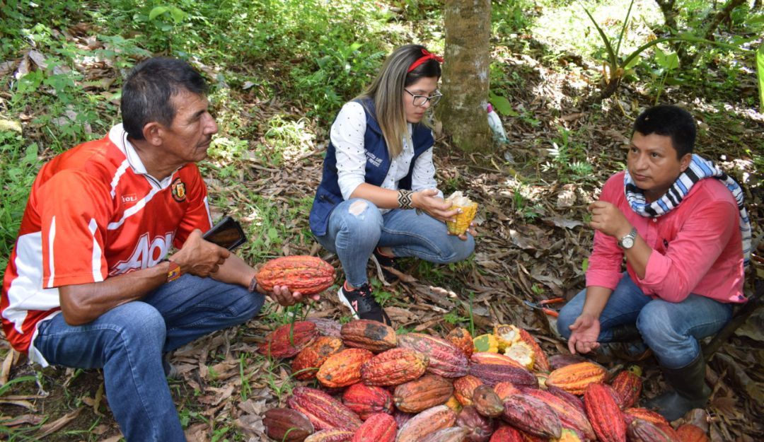 Hoy producen cacao, atrás quedaron los cultivos ilícitos