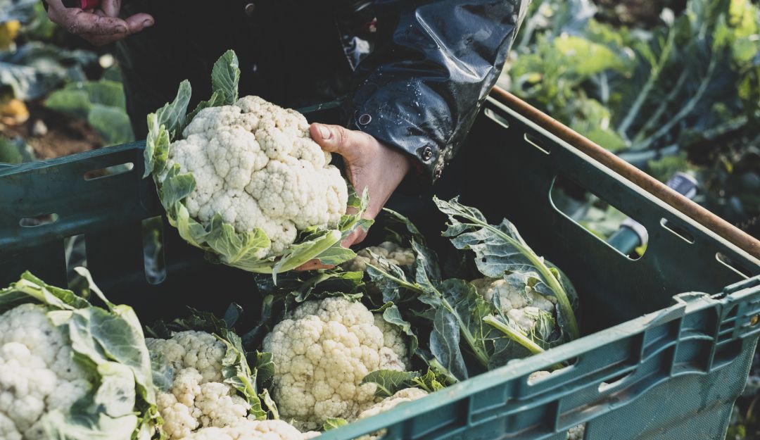 Cundinamarca, créditos Covid, ayudas: Créditos para la reactivación del agro impulsan en Cundinamarca