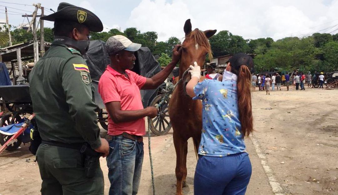 caballos cocheros: IPCC y Umata lideran atención a caballos cocheros de Centro Histórico