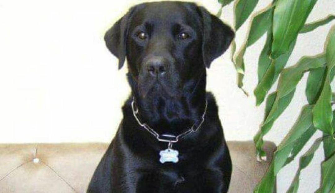 Muerte de mi perro: ¿Dónde está mi perro?