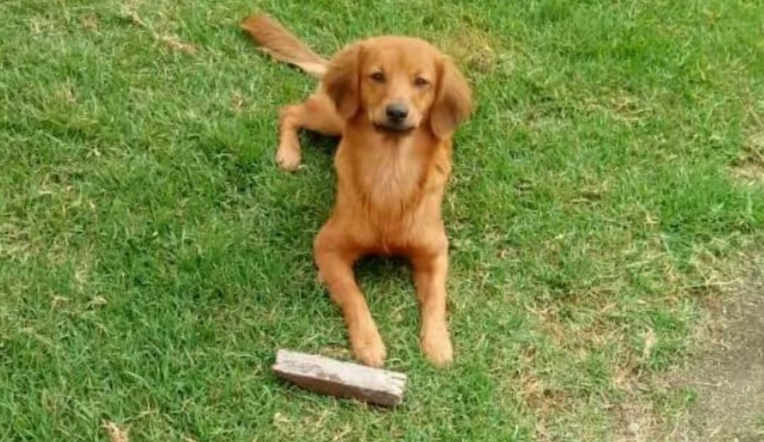 Superar pérdida de una mascota: Abby, el ángel protector