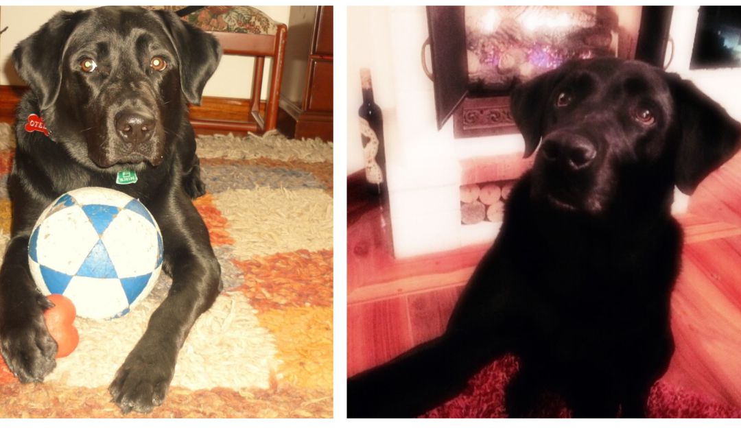 Labrador negro: Otello, un compañero de grandes aventuras