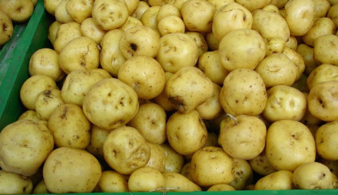 Precios mercado abastos: Otra vez la papa criolla y el fríjol verde suben de precios