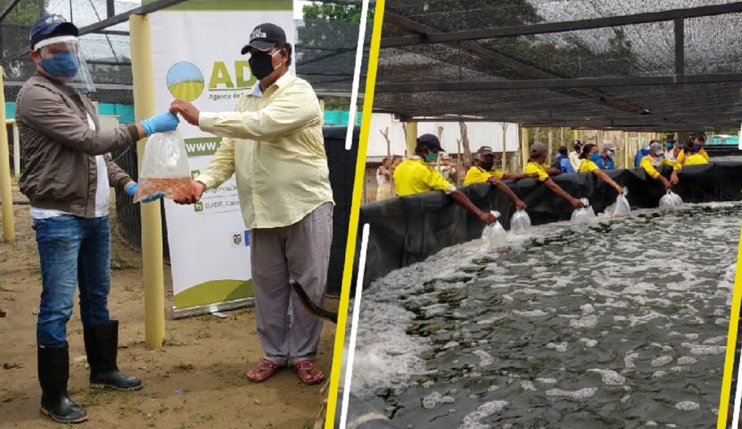 Piscicultura en Bolívar: Piscicultores en Bolívar reciben apoyo del gobierno nacional