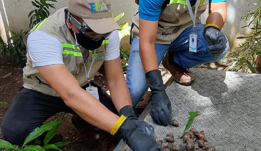 Fauna en Cartagena: Aumentan casos de Caracol Africano en Cartagena: EPA
