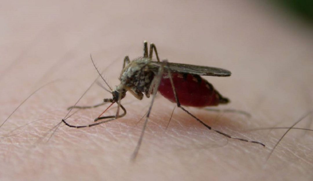 Dengue en Caldas