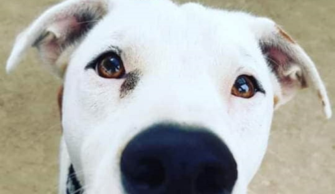 Noticias Tolima: Aumentan casos de maltrato animal en Tolima