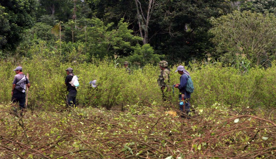 Noticias Pasto: Tribunal ordena suspender erradicación forzada en resguardo