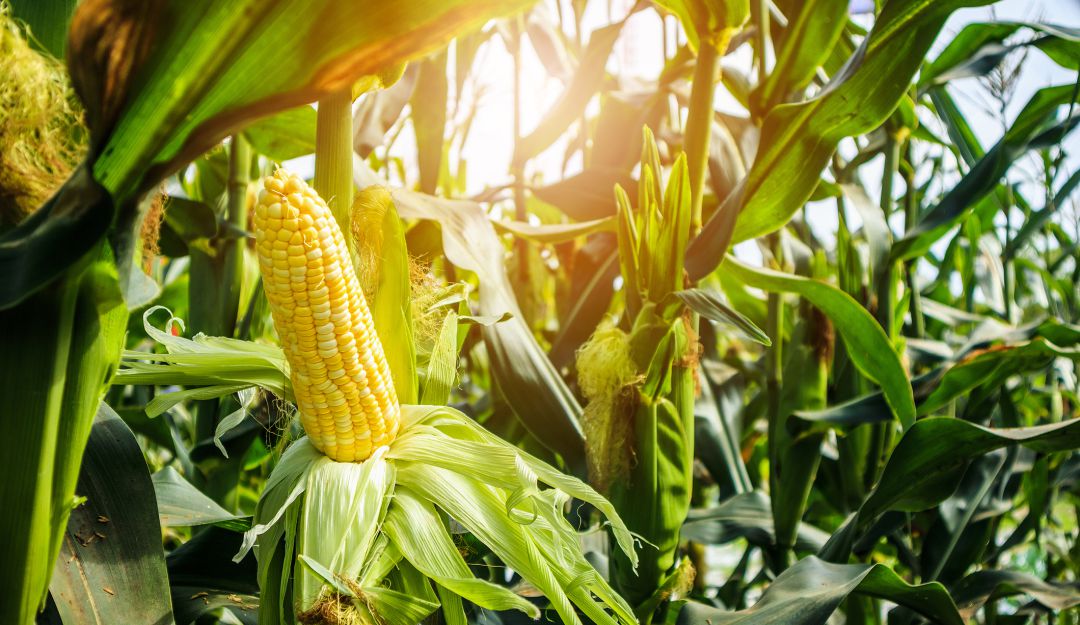 Semillas maiz, arroz, algodón.: Llega la hora de sembrar y hay amplia oferta de semillas