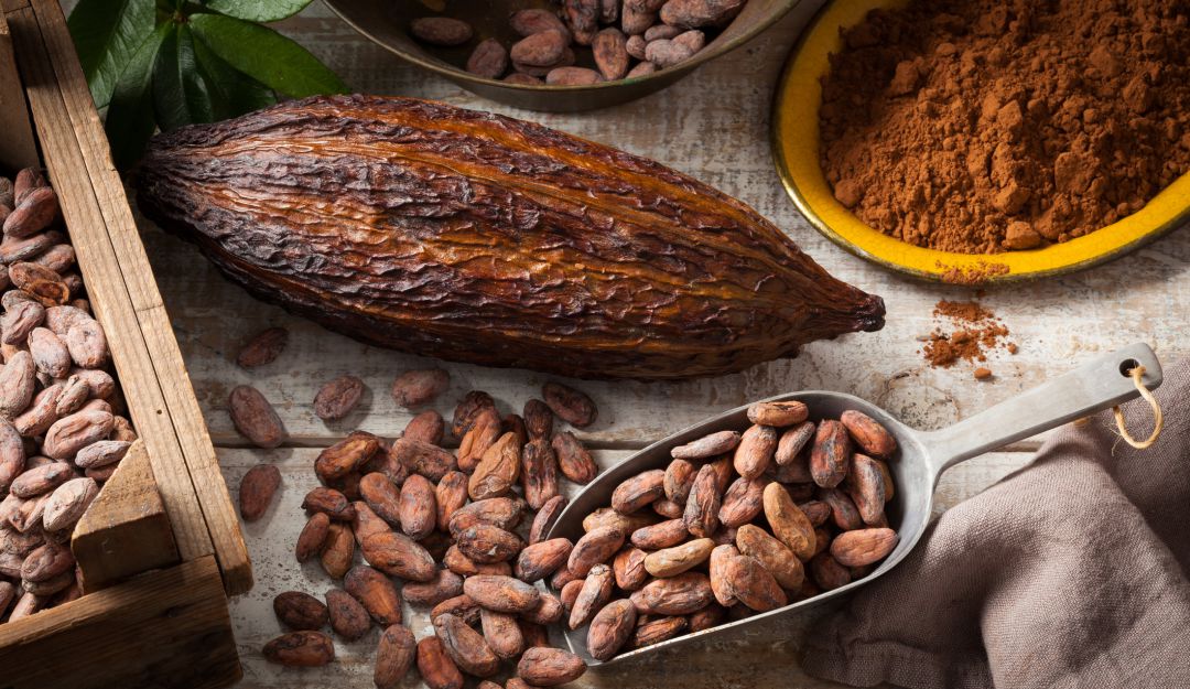 Cultivos de cacao. Siembras. renovación: Colombia renovará 70.000 hectáreas de cacao envejecido
