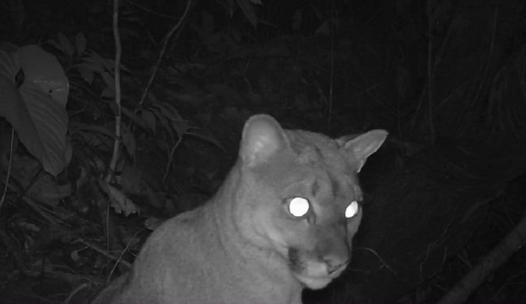 Bosques Colombia: Registran la presencia de osos y felinos en área protegida del Caquetá