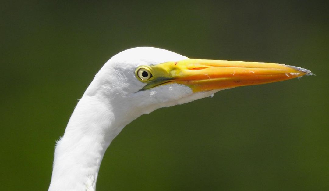 AVES ACUATICAS SANANDER MAGDALENA MEDIO AVISTAMIENTO: Avistamiento de aves acuáticas en Santander