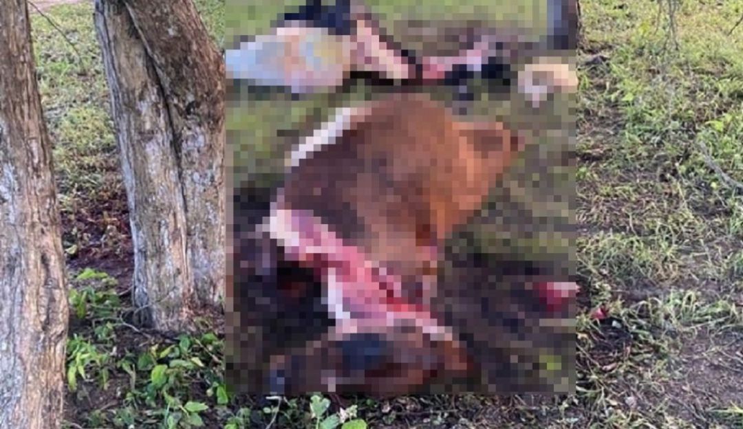 Abigeato: Policía investiga robo de ganado de Beto Zabaleta en el Atlántico