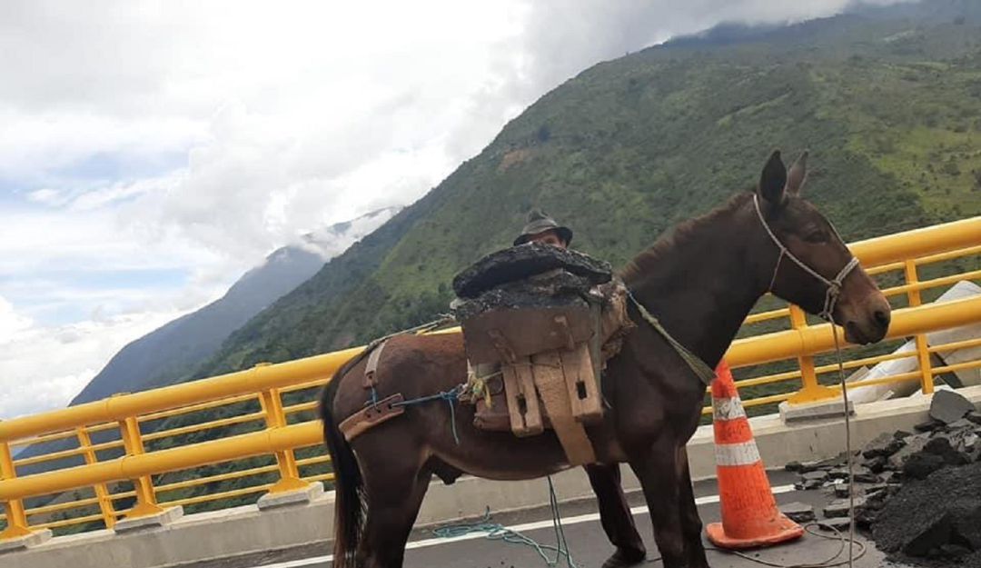 SANTANDER PUENTE HISGAURA ANIMALES DE CARGA REPARCHEO: A lomo de mula en el puente más moderno del país