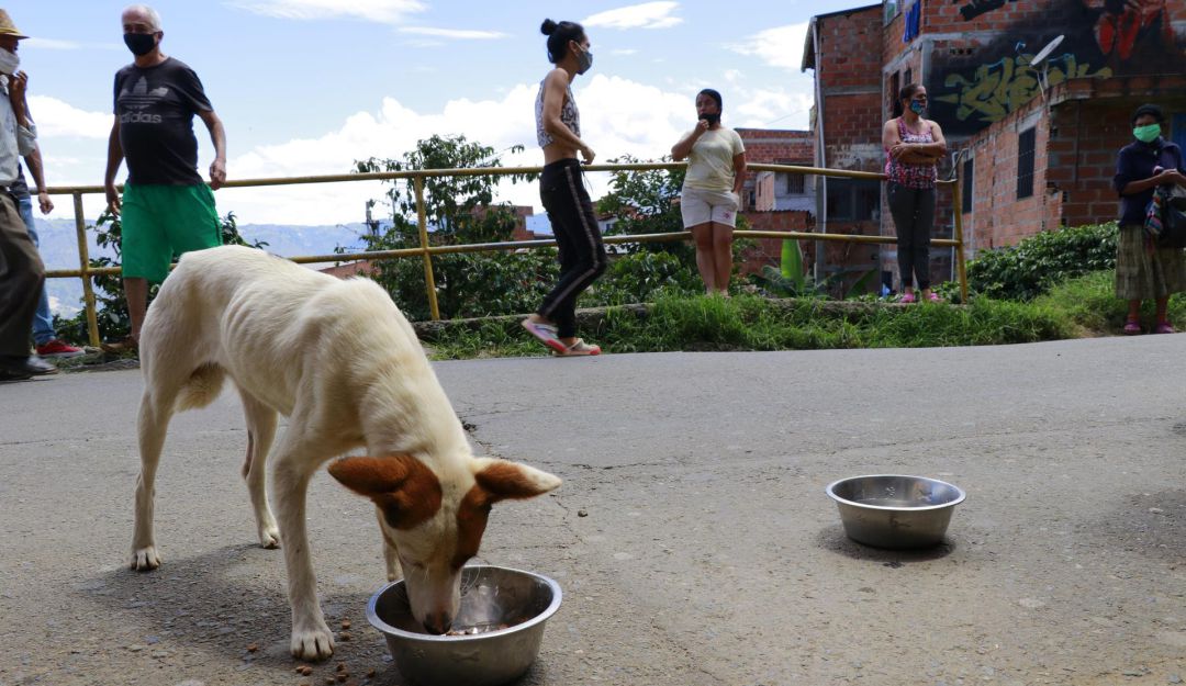 Durante la pandemia, perros y gatos vulnerables reciben apoyo alimentario: Durante la pandemia, perros y gatos vulnerables reciben apoyo alimentario