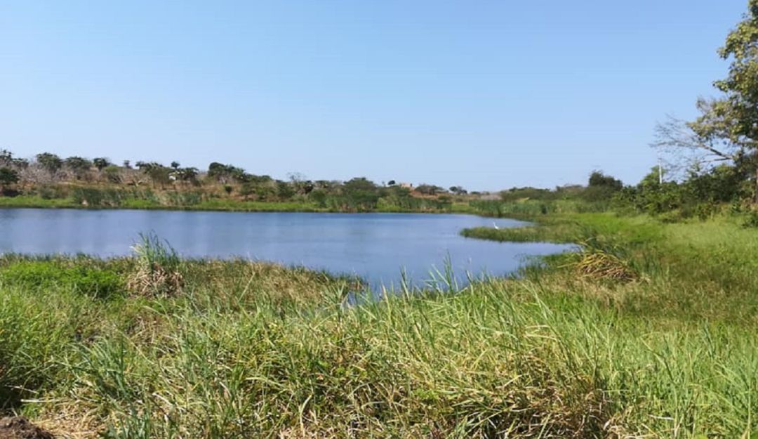 Siembratón de árboles en Bayunca: Realizarán ‘Siembratón’ de árboles en Bayunca, norte de Cartagena