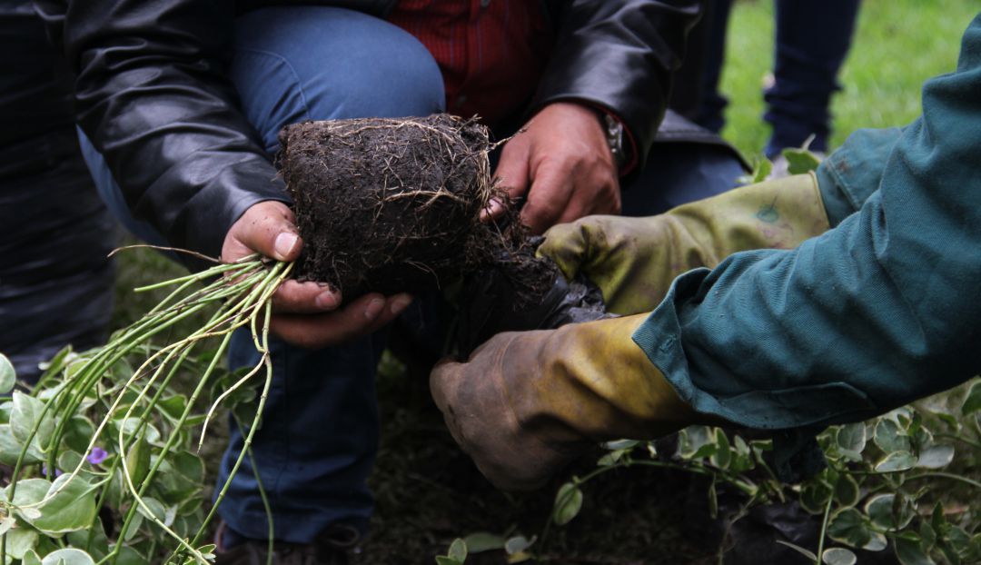 Reforestación en Colombia: Congreso propone crear programa para impulsar reforestación
