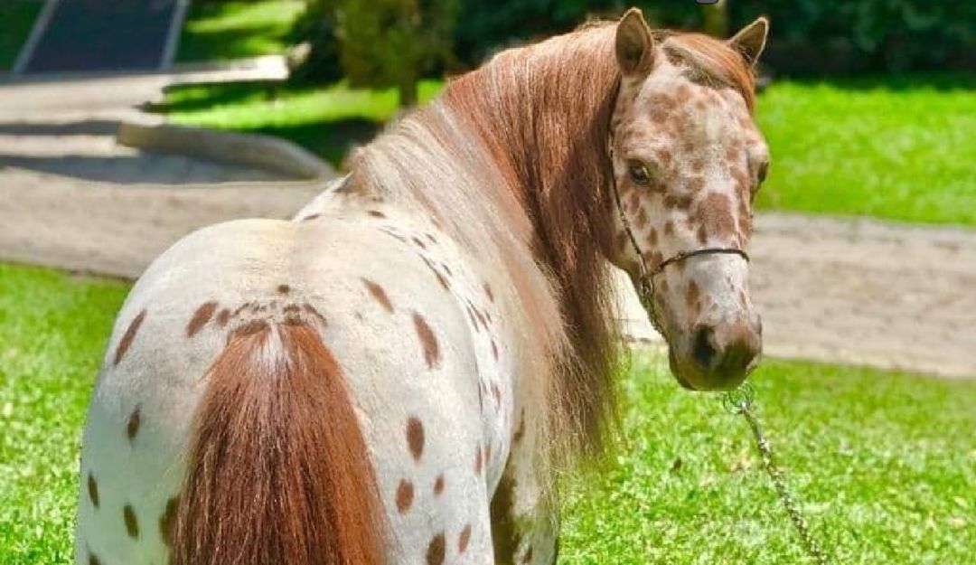 Vikingo: el poni más hermoso de Colombia: Vikingo: el poni más hermoso de Colombia