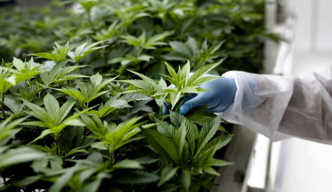 Cínica Cannabis Bogotá: Abren primera clínica con tratamiento de cannabis al norte de Bogotá