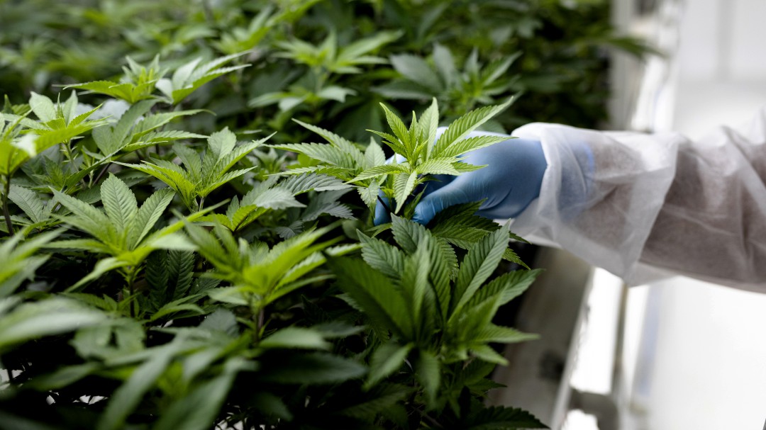 Abren primera clínica con tratamiento de cannabis al norte de Bogotá