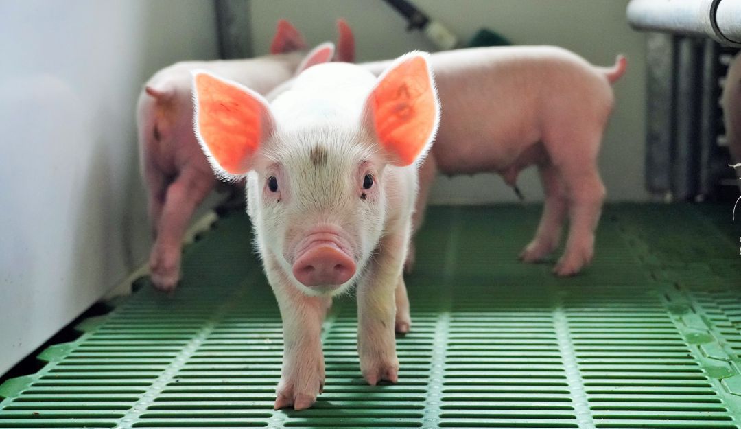 Exportan cerdos desde el Valle: En medio de la Pandemia, desde Buga exportan cerdos a Hong Kong