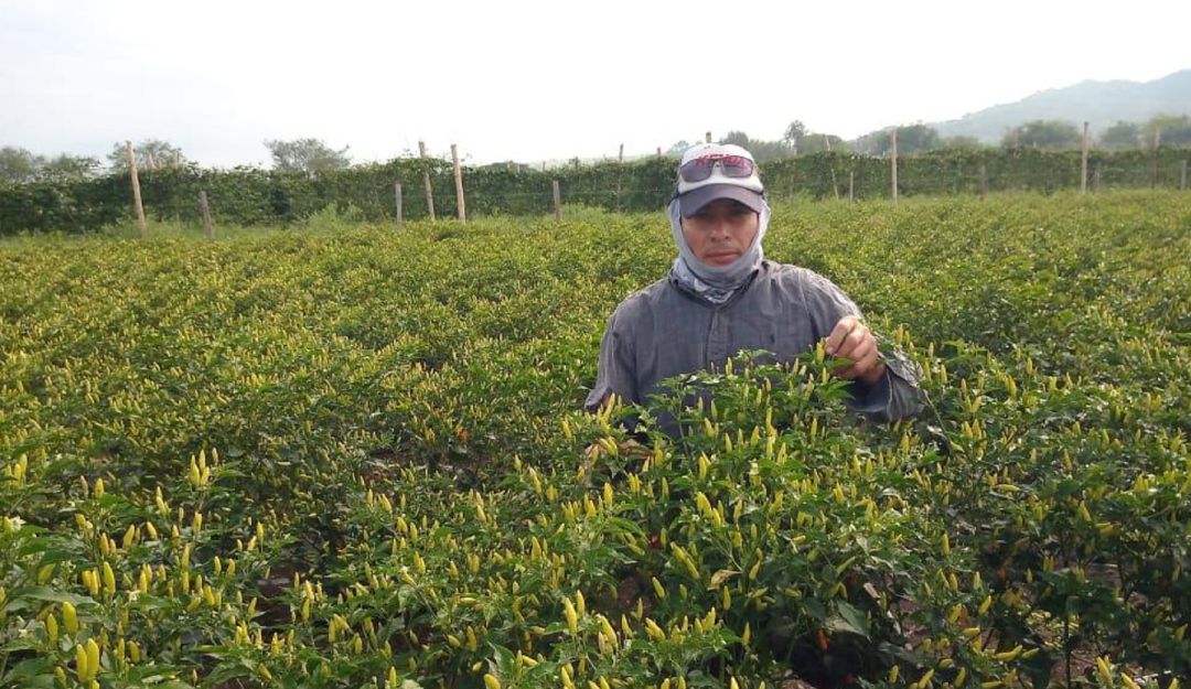 Gobierno destina más de 26 mil millones para la compra de tierras