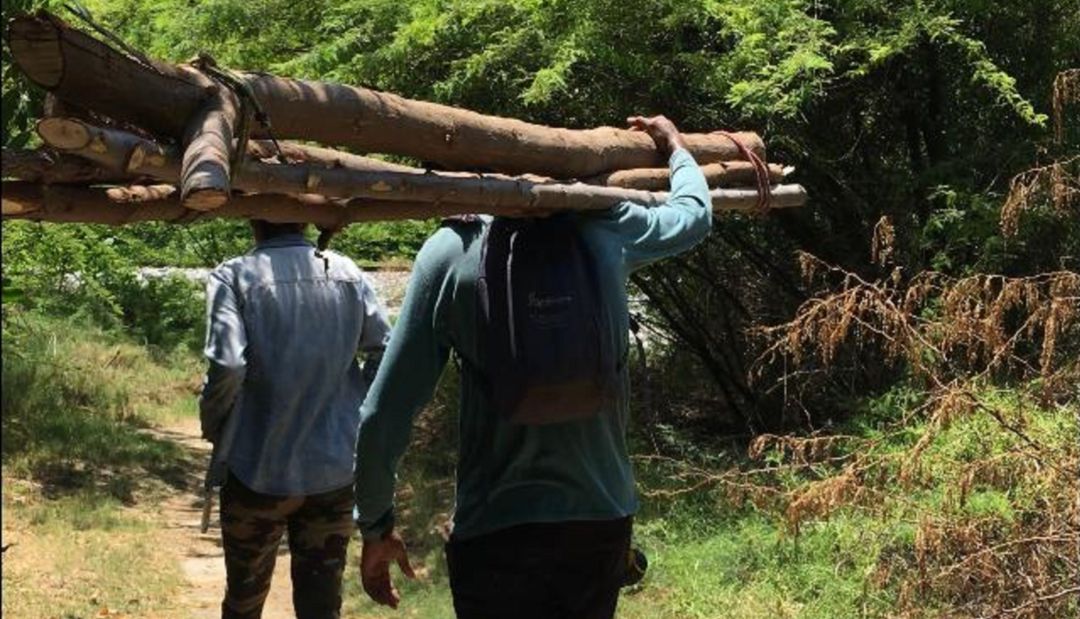 Tala de árboles: Tala ilegal de árboles, delito silencioso de la cuarentena en Santa Marta