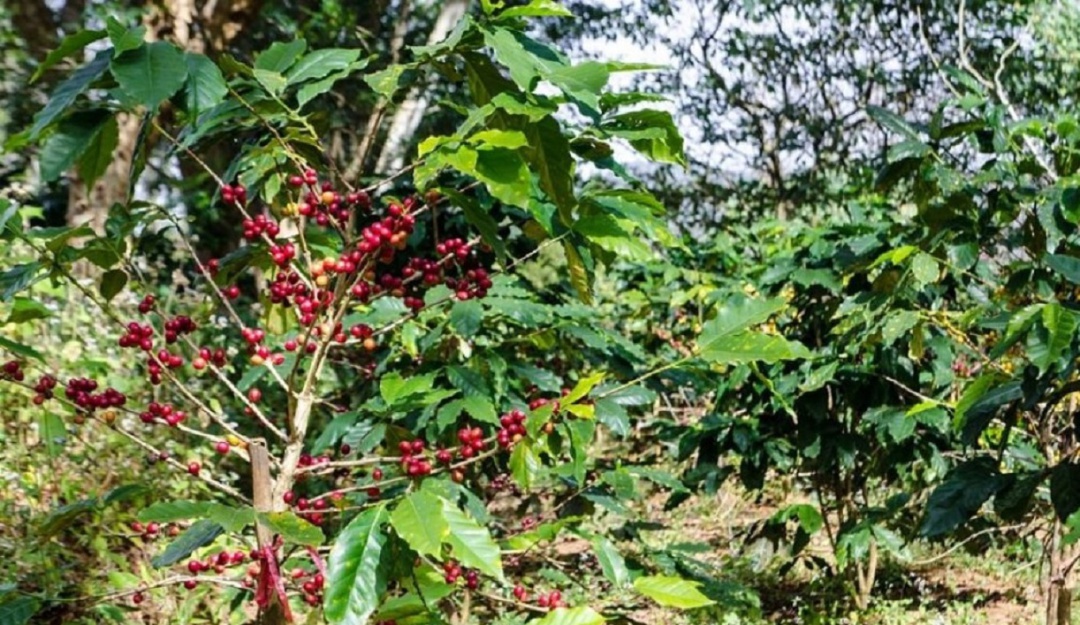 Mano de obra para recolectar café en medio de la pandemia: Cafeteros aseguran estar listos con medidas sanitarias para la cosecha