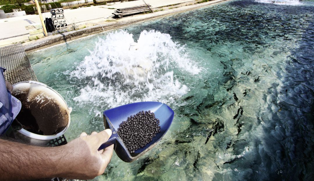Alimentación de los peces