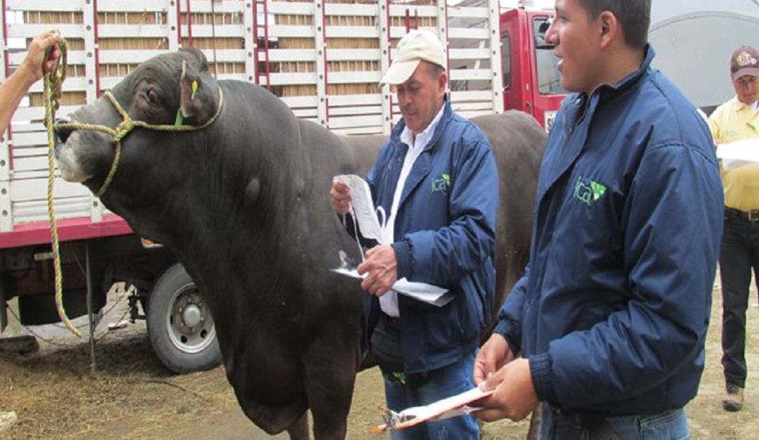 ICA Colombia: En marcha consultas públicas sobre registros pecuarios