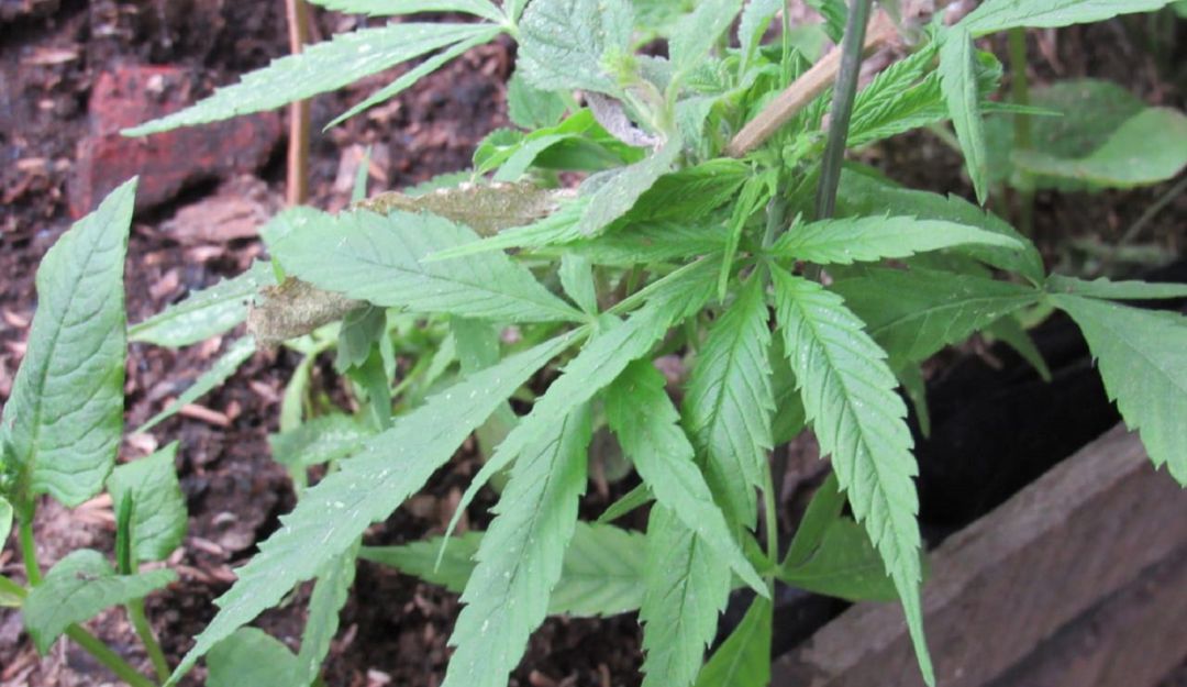 Consumo de marihuana en Caldas