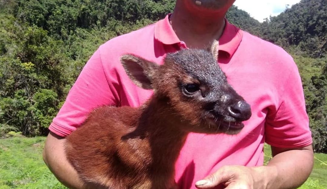 En Pandemia se han recuperado 407 especímenes de fauna silvestre en Huila