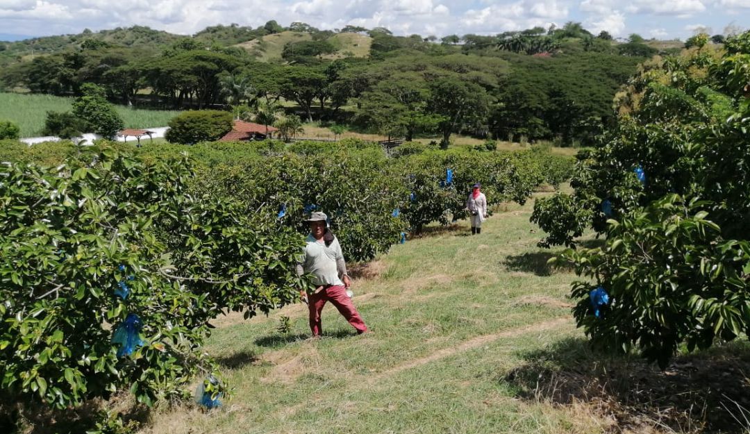 Cultivos de guanábana en corregimiento San Pedro, de La Victoria, Valle del Cauca.