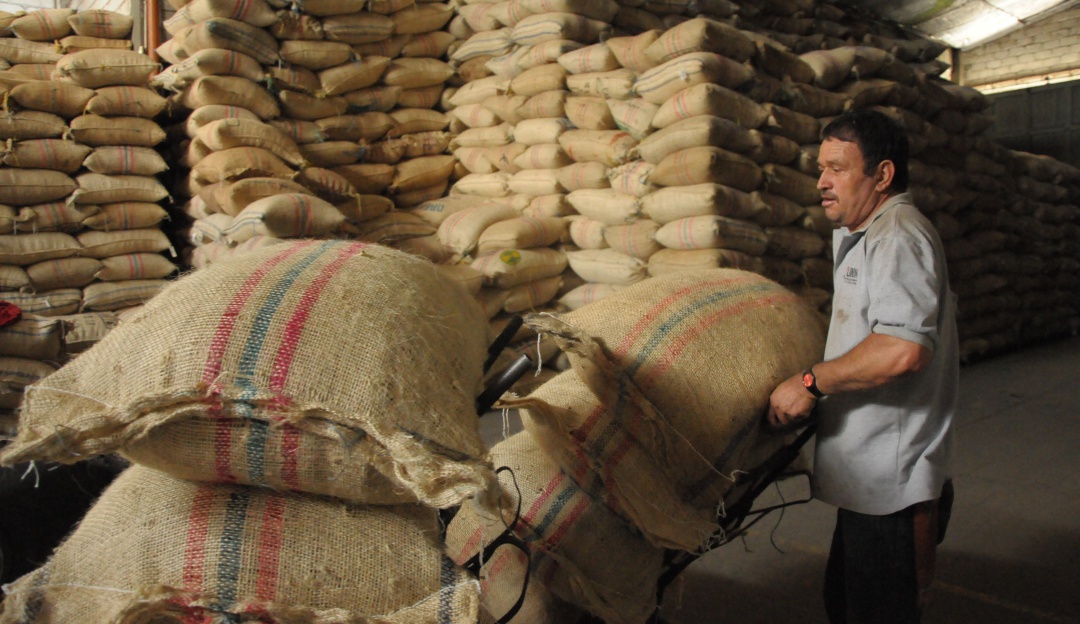 Cafeteros en Norte de Santander reportan buen precio del grano
