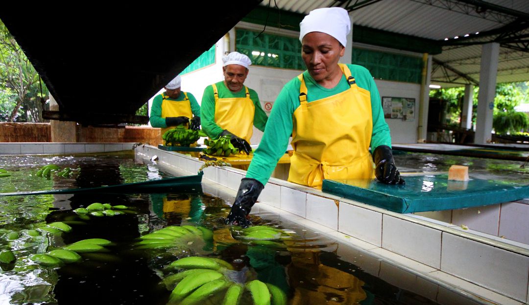 Urabá, elementos, Antioquia, Hurto: Roban elementos para prevenir hongo letal en plantaciones de banano