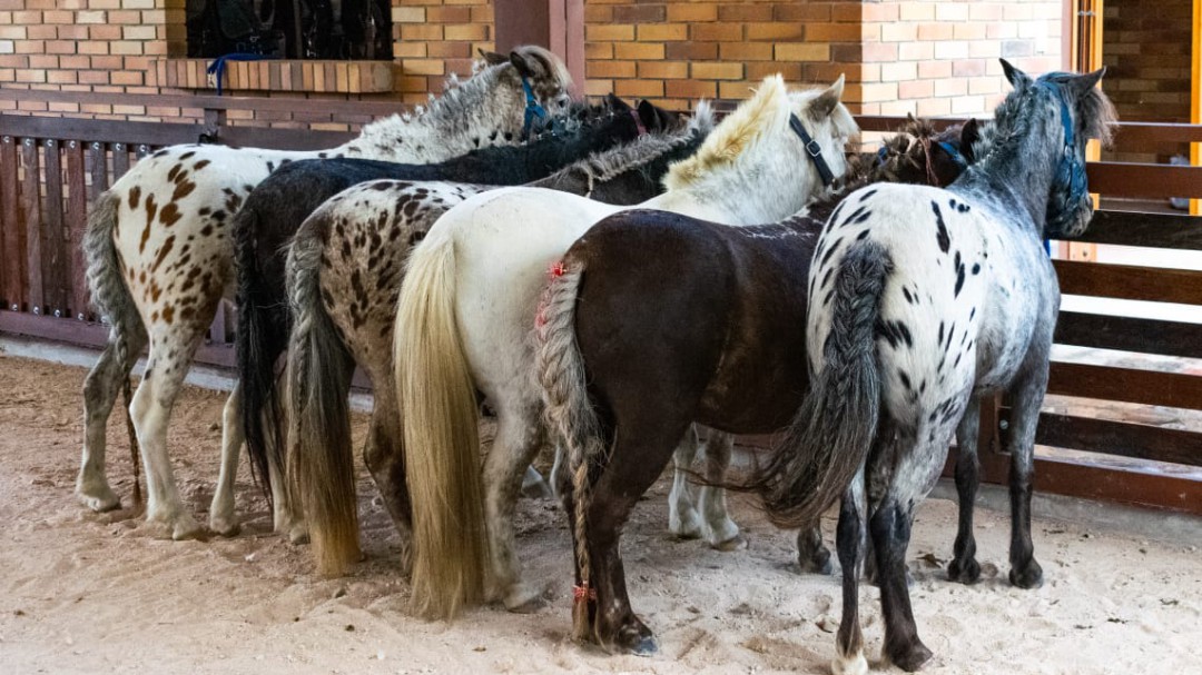 10 consejos para comprar un poni.