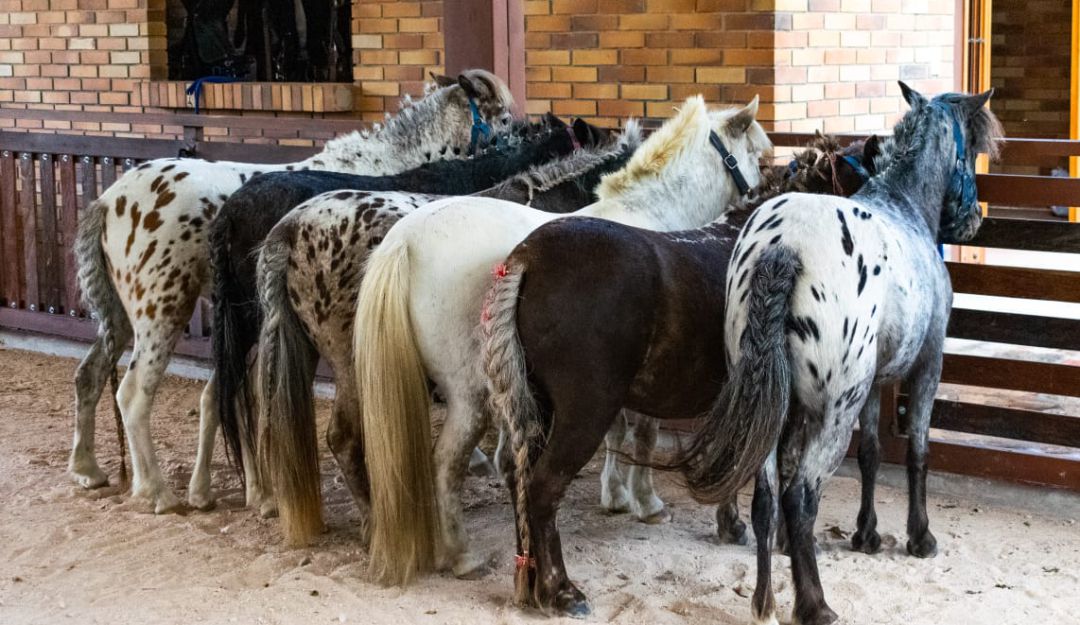 comprar un poni: 10 consejos para comprar un poni