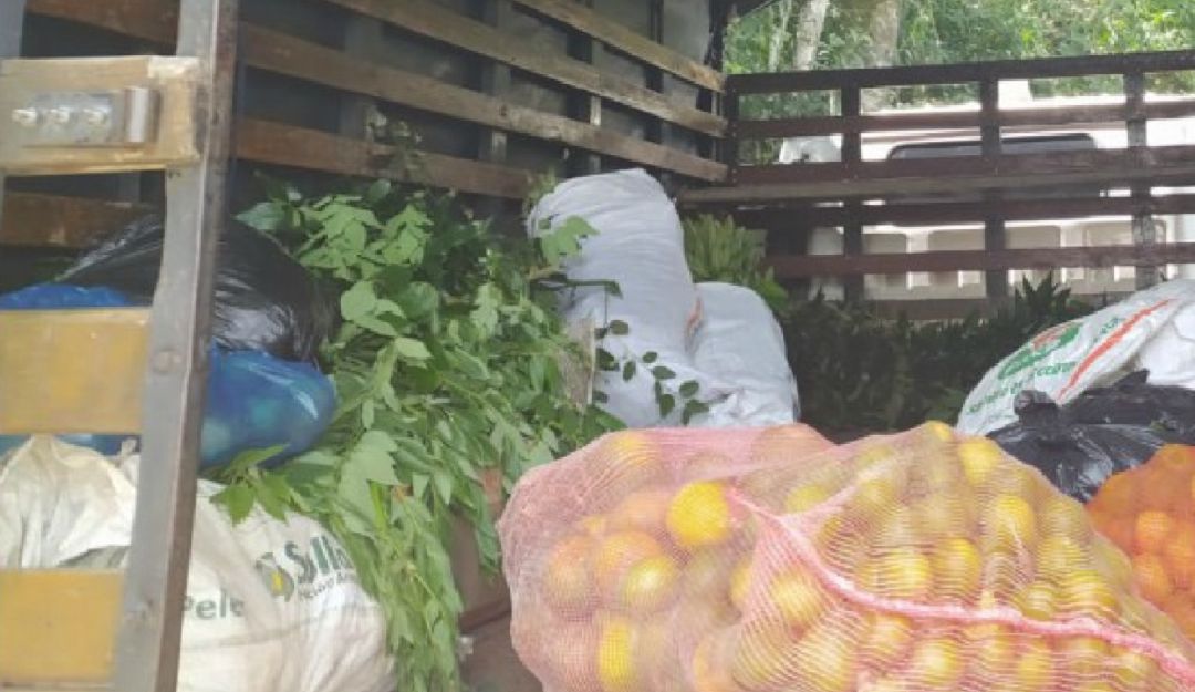 PLANTAS MEDICINALES CORONAVIRUS CARCEL MODELO DE BUCARAMANGA: Con plantas medicinales combaten COVID-19