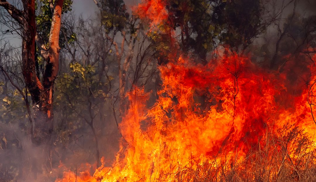 Incendio devora 30 hectáreas de vegetación en Floresta y Betéitiva, Boyacá: Incendio devora 30 hectáreas de vegetación en Floresta y Betéitiva, Boyacá