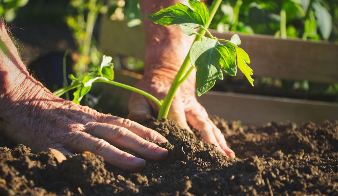 Sube hasta 16% el precio de insumos agrícolas en medio de paro y pandemia: Sube hasta 16% el precio de insumos agrícolas en medio de paro y pandemia Sube hasta 16% el precio de insumos agrícolas en medio de paro y pandemia: Sube hasta 16% el precio de insumos agrícolas en medio de paro y pandemia