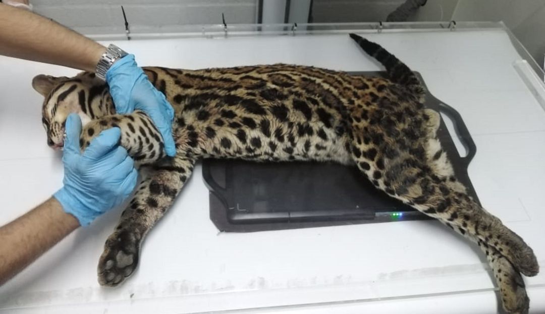 Vías de Antioquia: Atropellan a un ocelote en la vía entre Santa Fé de Antioquia y Venecia
