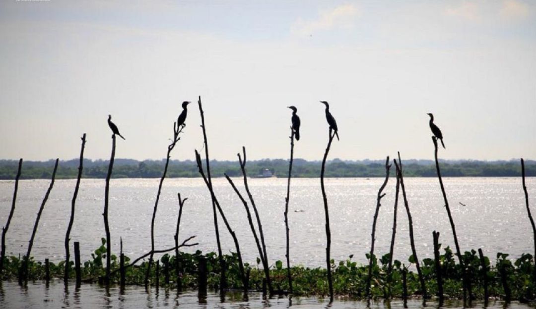 Parque Isla Salamanca: Hoja de ruta para la Isla Salamanca estará lista en diciembre: Minambiente