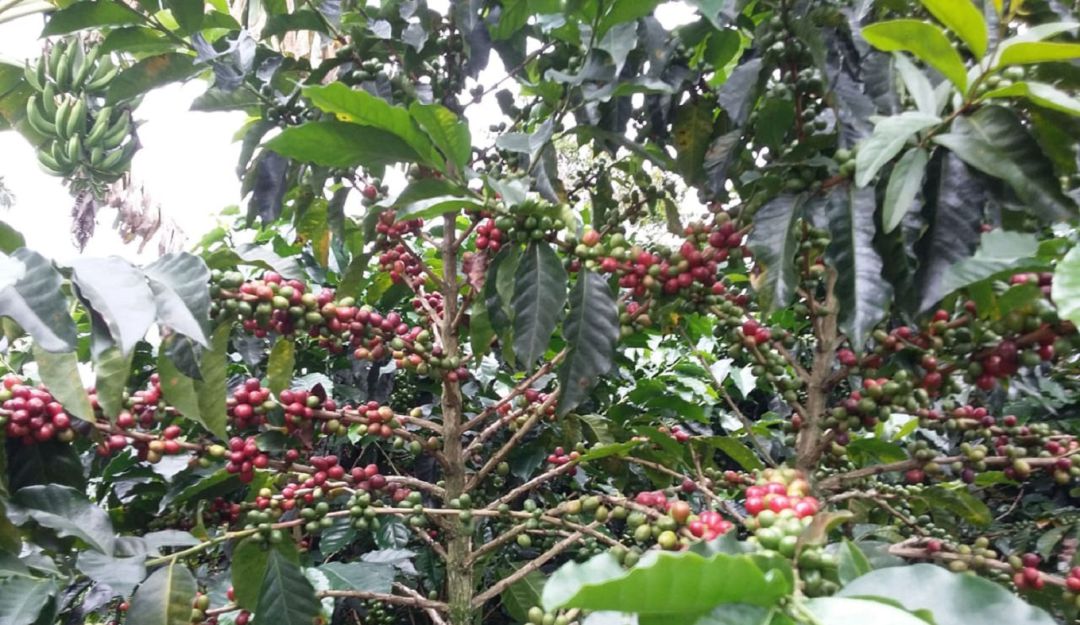 Cosecha cafetera en Caldas