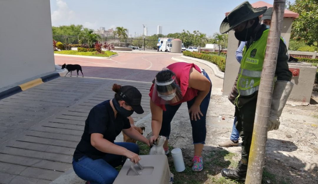 Abandono de animales en Cartagena: Cinco gatos abandonados fueron rescatados por la Policía en Cartagena