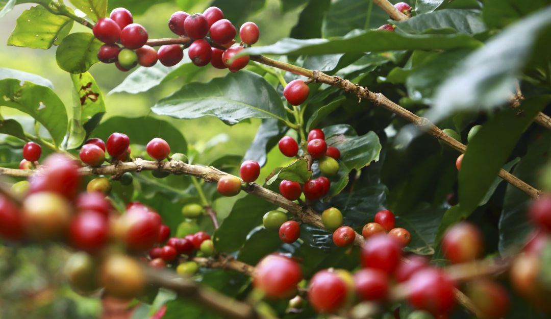 Programa Renacer Juan Valdez: En el Huila resaltan emprendimientos de jóvenes cafeteros