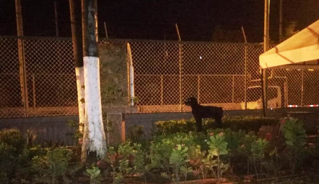 Mocho: ‘Mocho’, el perro policía que ‘habló’ con la virgen